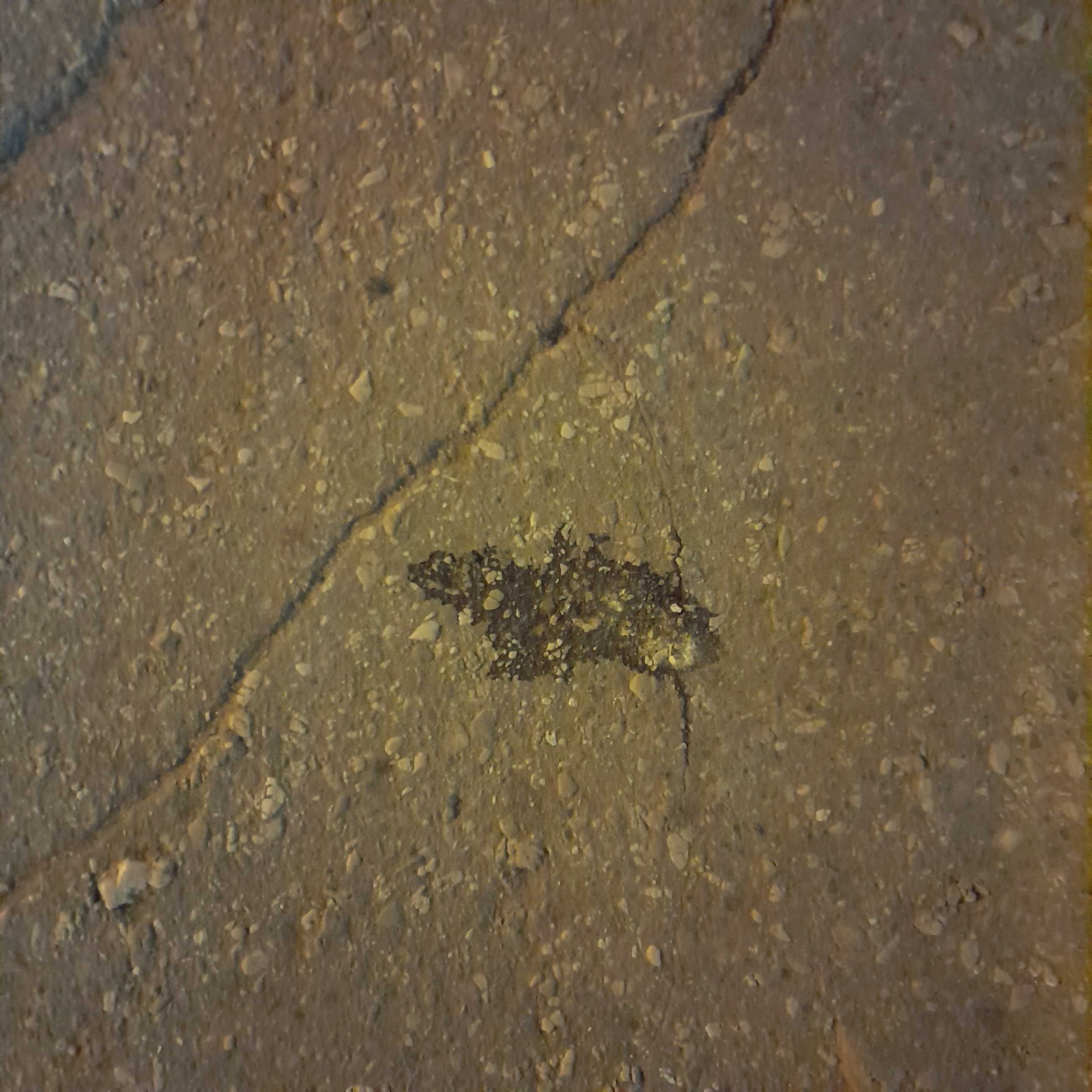 RAT